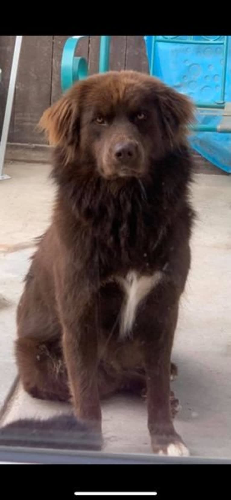 Rosey, a Newfoundland and Siberian Husky mix tested with EmbarkVet.com