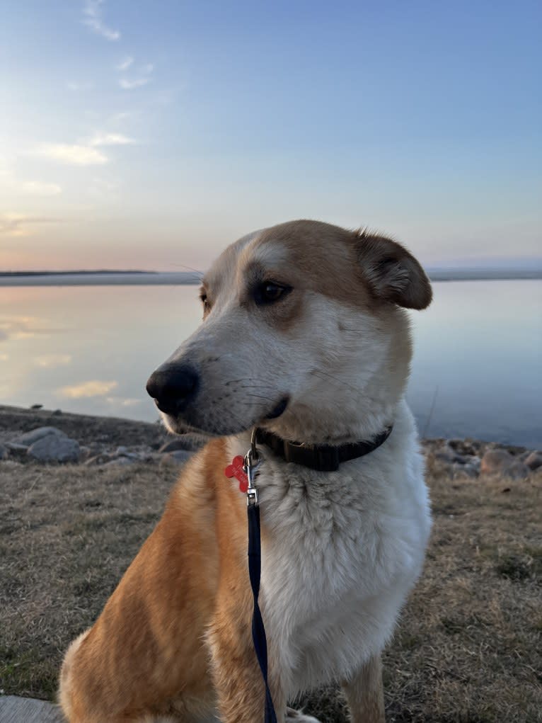 Frank, an Australian Cattle Dog and German Shepherd Dog mix tested with EmbarkVet.com