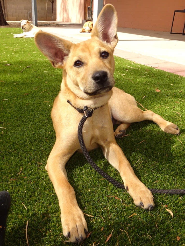 Bean, a Chow Chow and Chihuahua mix tested with EmbarkVet.com