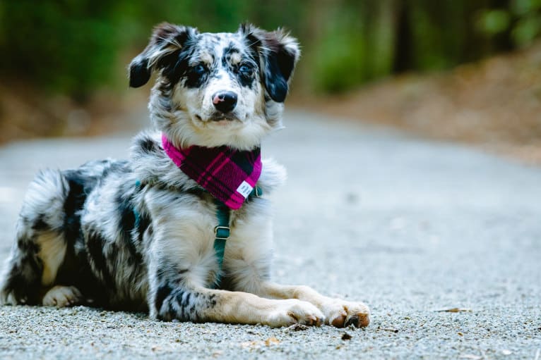 Willow, an Australian Shepherd and Miniature/MAS-type Australian Shepherd mix tested with EmbarkVet.com