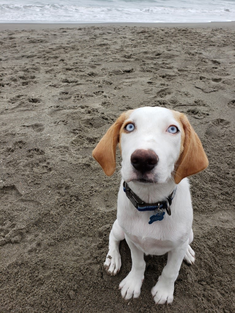 Arlo, an American Foxhound and German Shepherd Dog mix tested with EmbarkVet.com