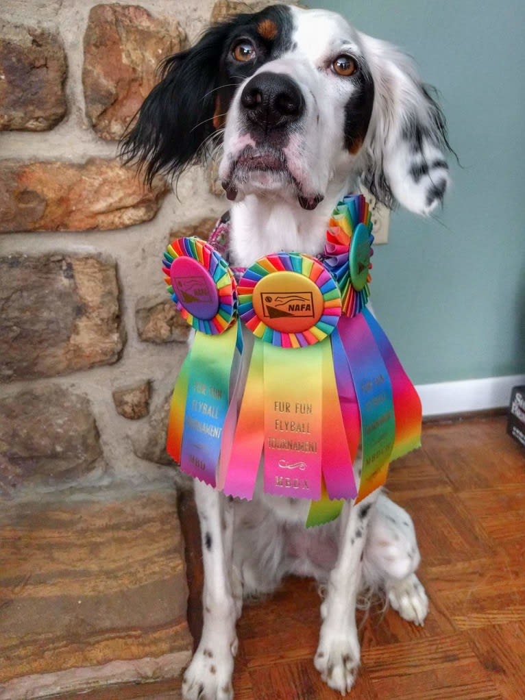 Gemma, a Llewellin Setter tested with EmbarkVet.com