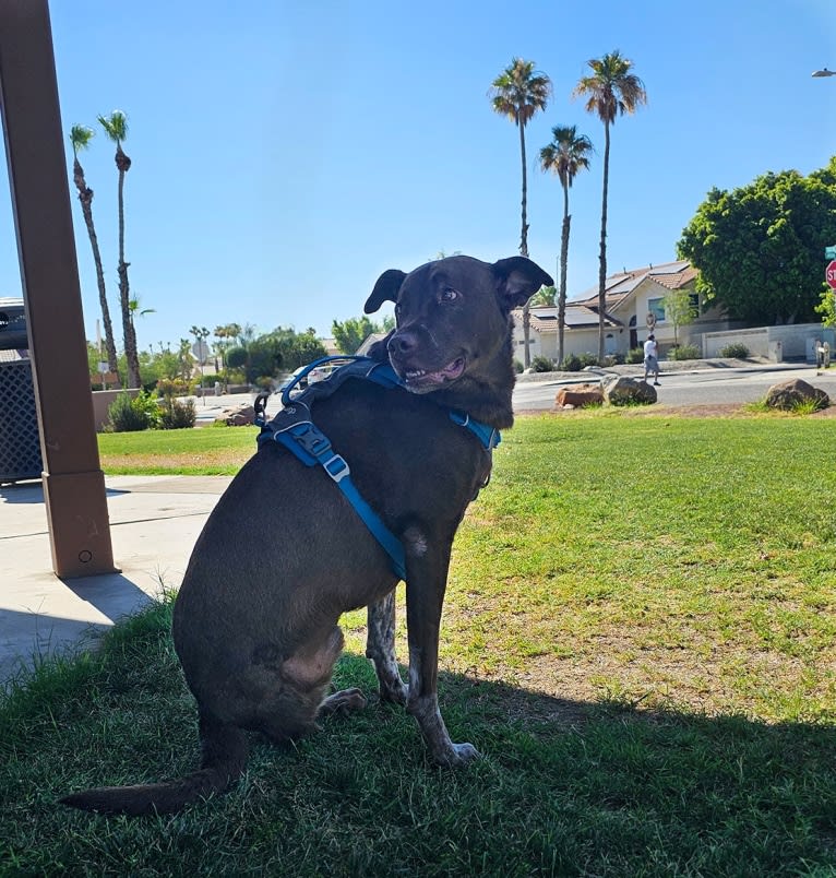 Rex, an American Pit Bull Terrier and German Shepherd Dog mix tested with EmbarkVet.com