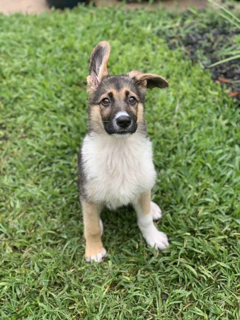 Bindi, a German Shepherd Dog and American Pit Bull Terrier mix tested with EmbarkVet.com