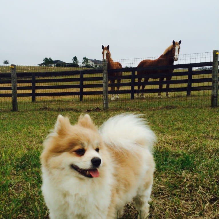 Techno, a Pomeranian tested with EmbarkVet.com