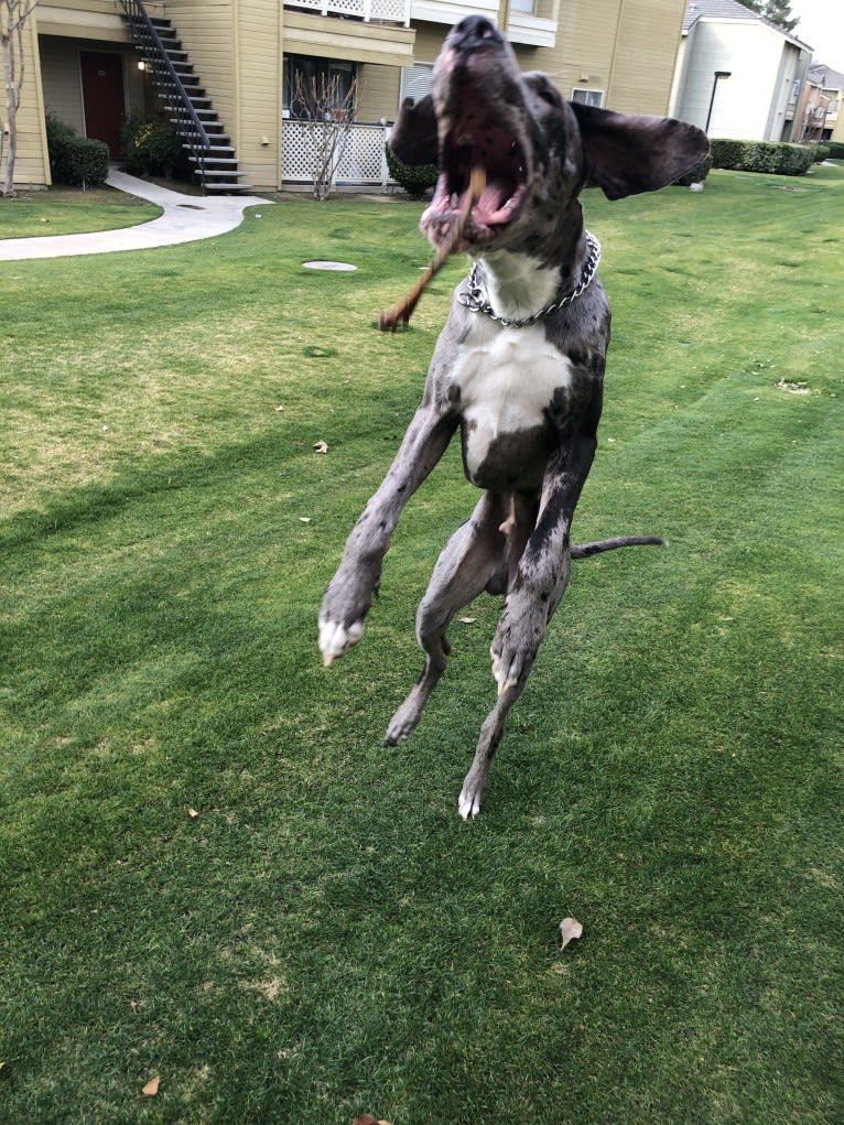 Blue, a Great Dane tested with EmbarkVet.com