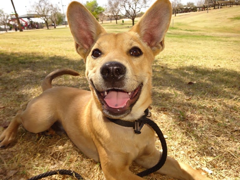 Bean, a Chow Chow and Chihuahua mix tested with EmbarkVet.com