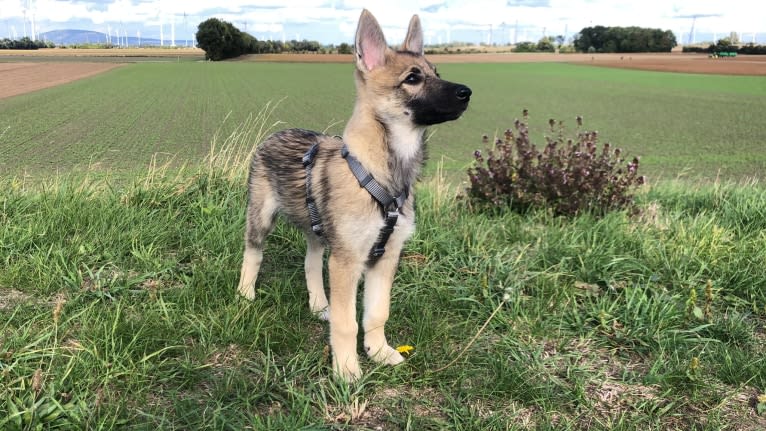 Hope, a Belgian Sheepdog and Siberian Husky mix tested with EmbarkVet.com