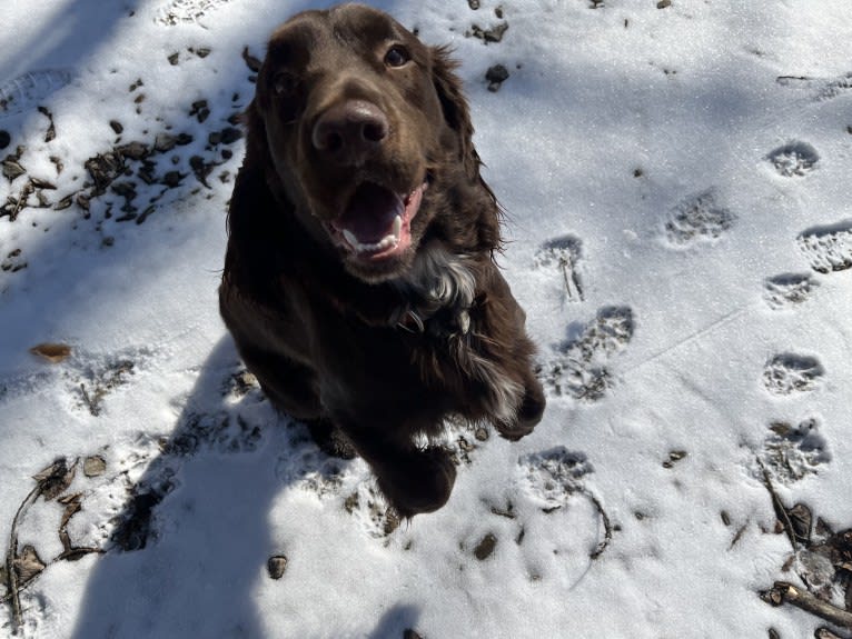 Fig, a Field Spaniel tested with EmbarkVet.com