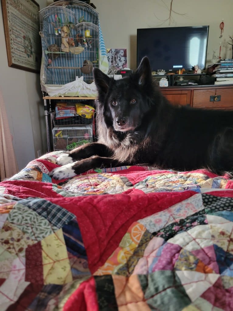 Kelly, a Border Collie and Canadian Eskimo Dog mix tested with EmbarkVet.com