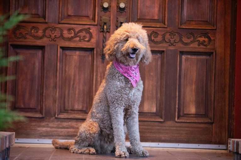 Mango, a Goldendoodle tested with EmbarkVet.com