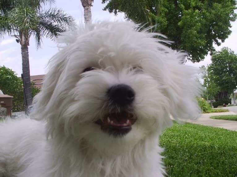 Q-Tip, a Poodle (Small) and American Eskimo Dog mix tested with EmbarkVet.com