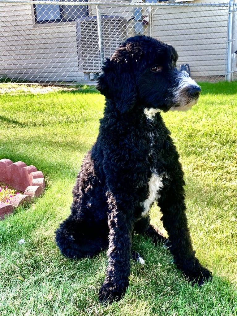 Malibu, a Goldendoodle tested with EmbarkVet.com