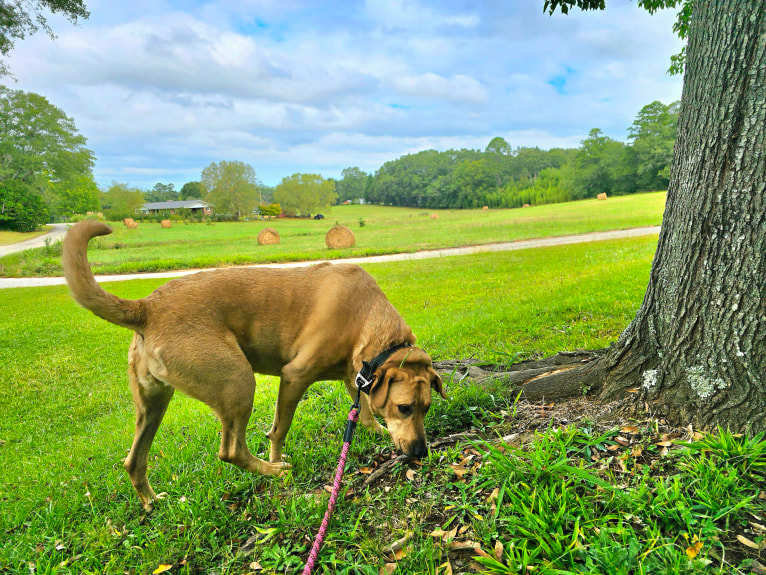 Molly, a Great Pyrenees and Golden Retriever mix tested with EmbarkVet.com