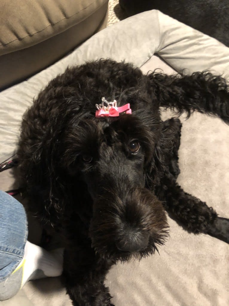 Juno, a Poodle (Standard) and English Cocker Spaniel mix tested with EmbarkVet.com