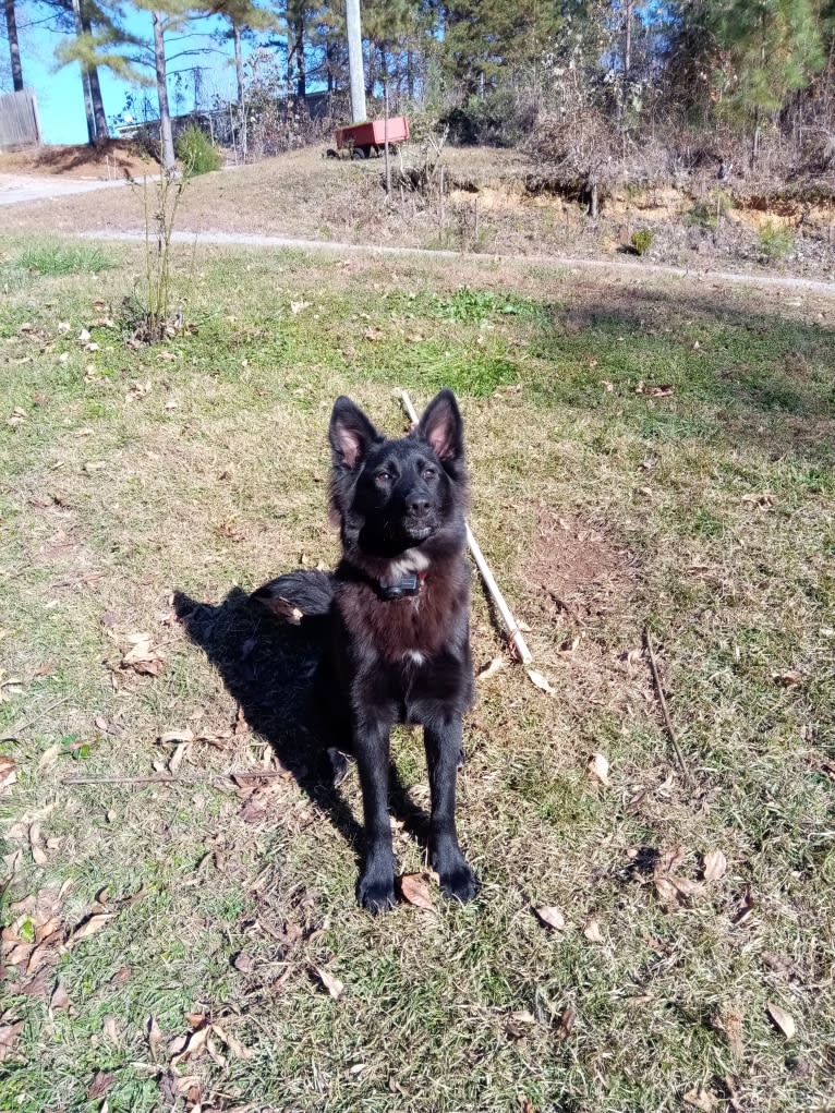Dixie, a German Shepherd Dog and Australian Shepherd mix tested with EmbarkVet.com