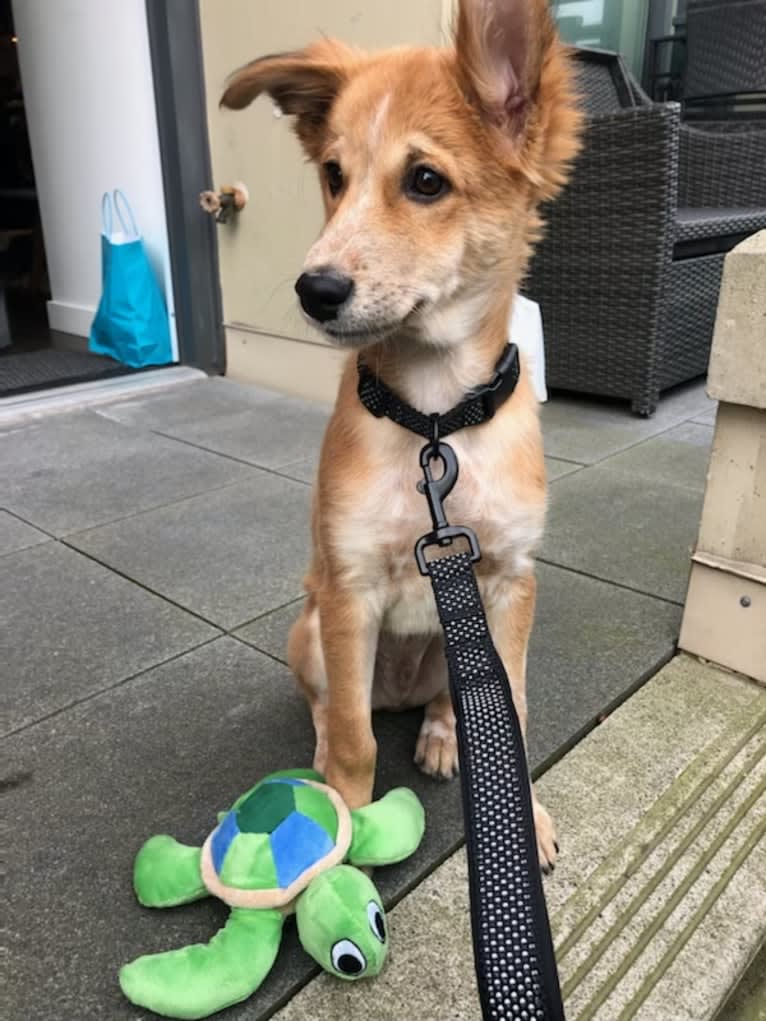 Cooper, a South Asian Village Dog tested with EmbarkVet.com