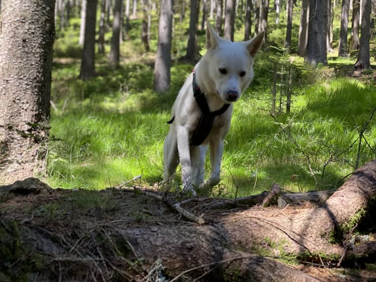 Calaf Storytelling, a Canaan Dog tested with EmbarkVet.com