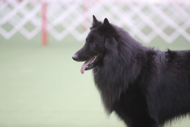 Logan, a Belgian Shepherd tested with EmbarkVet.com