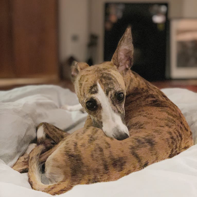 Mable, a Whippet tested with EmbarkVet.com