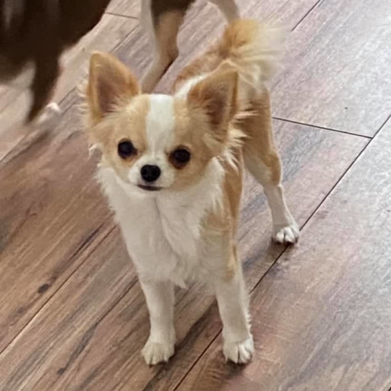 Gem, a Chihuahua tested with EmbarkVet.com