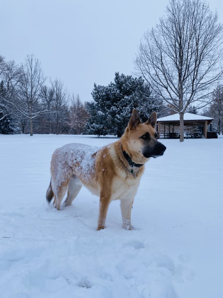 Boban, a German Shepherd Dog and Great Pyrenees mix tested with EmbarkVet.com