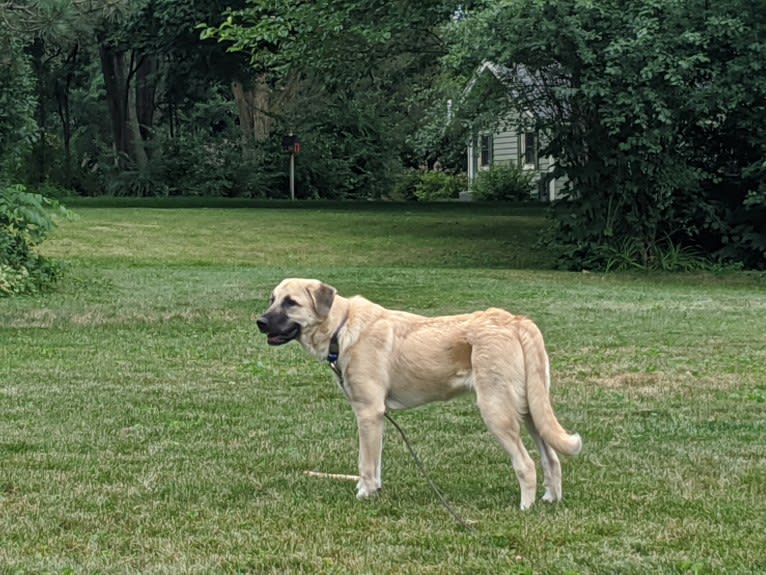 Chewie, an Anatolian Shepherd Dog and Great Pyrenees mix tested with EmbarkVet.com