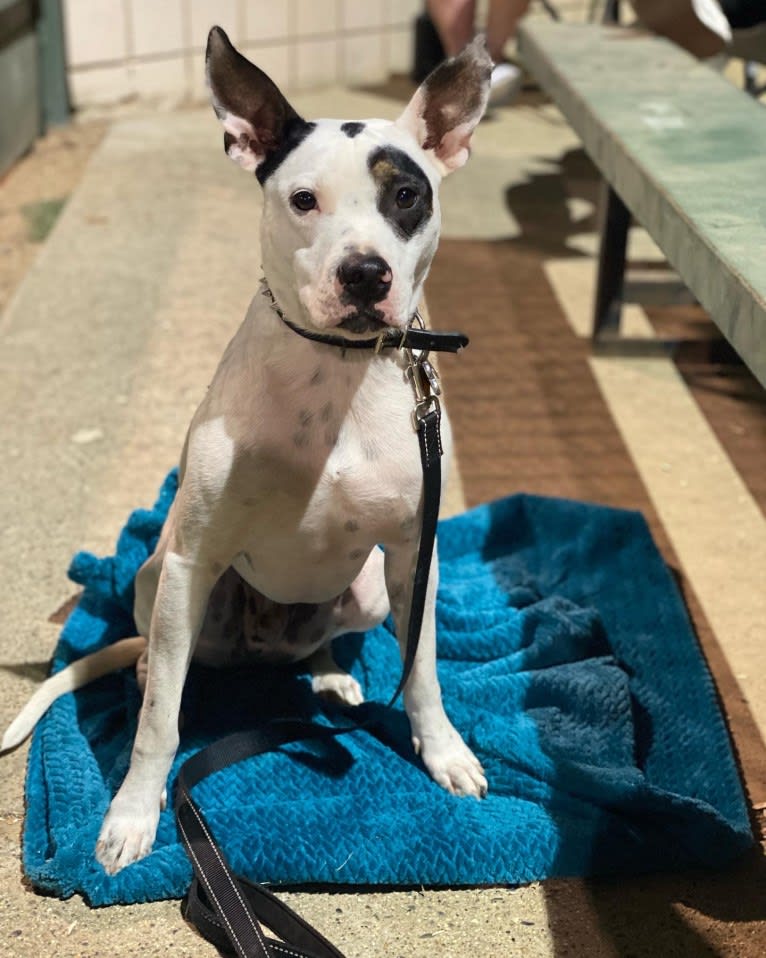 Rocky, an American Pit Bull Terrier and Australian Cattle Dog mix tested with EmbarkVet.com