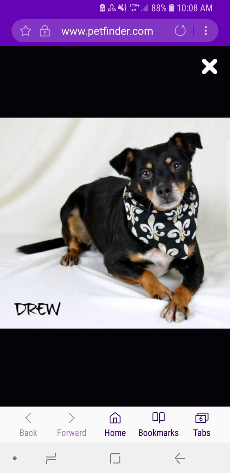 Drew, a Miniature Schnauzer and Chihuahua mix tested with EmbarkVet.com