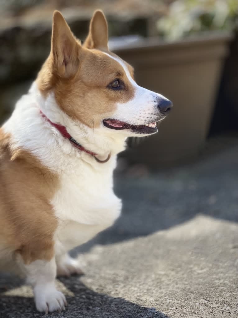 Lil Teddy, a Pembroke Welsh Corgi tested with EmbarkVet.com