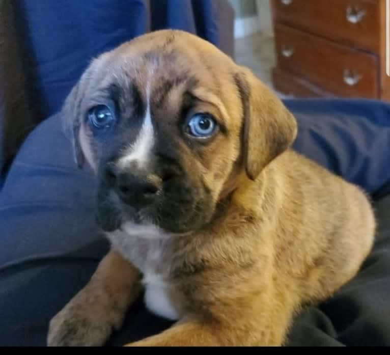 Honeybee, a Boxer and Siberian Husky mix tested with EmbarkVet.com