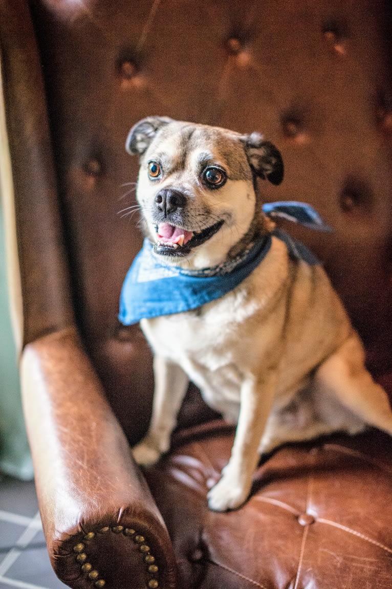 Red heeler pug mix 2025
