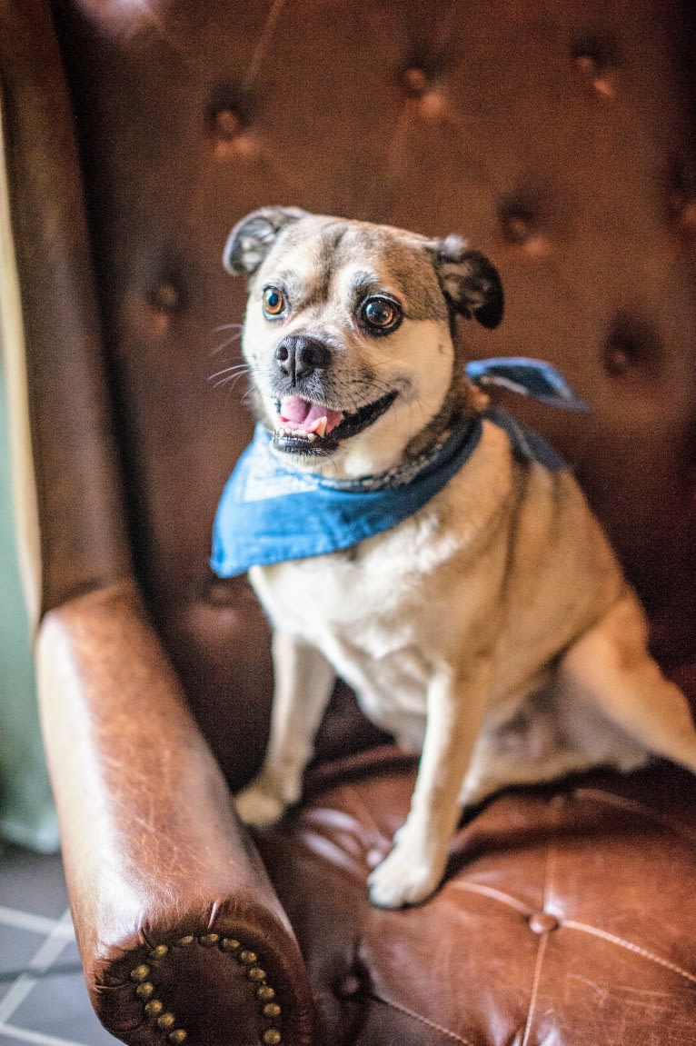 Atlas, a Pug and Beagle mix tested with EmbarkVet.com