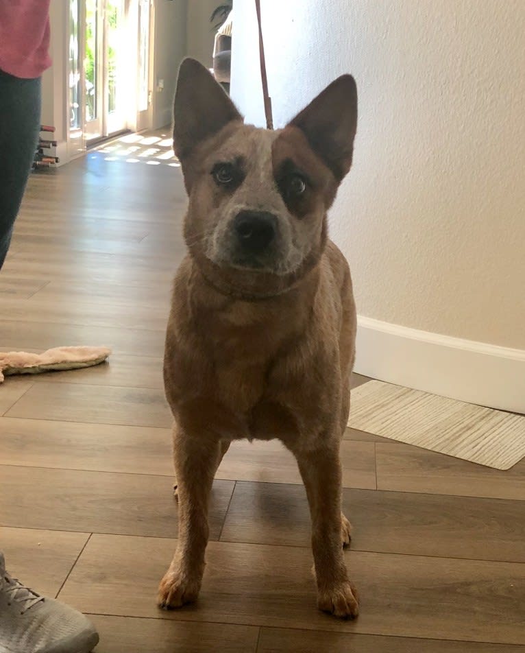 Fig, an Australian Cattle Dog tested with EmbarkVet.com