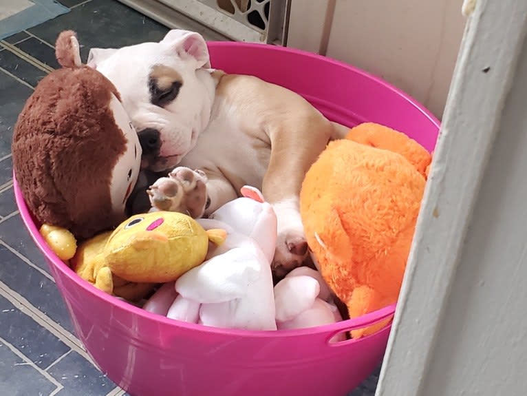 Piper, an American Bulldog tested with EmbarkVet.com