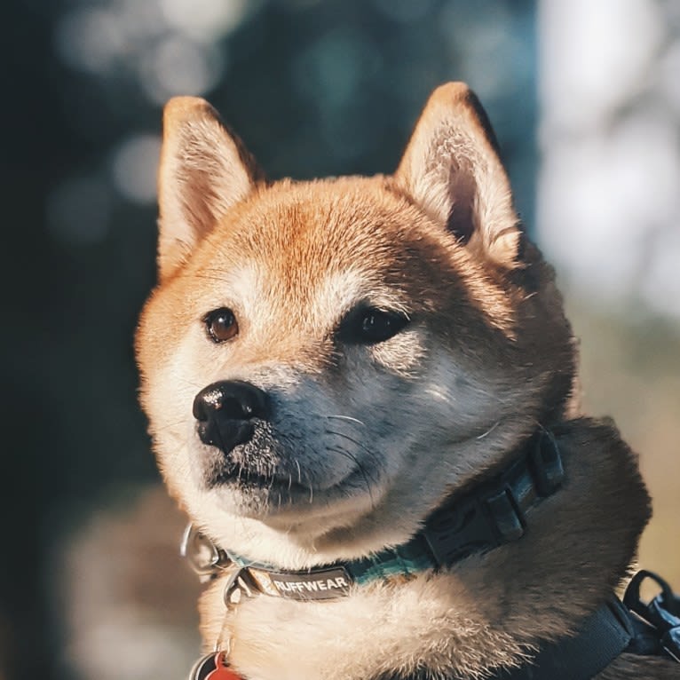 Kuma, a Shiba Inu tested with EmbarkVet.com