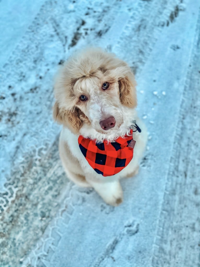 Togan, a Poodle (Standard) tested with EmbarkVet.com