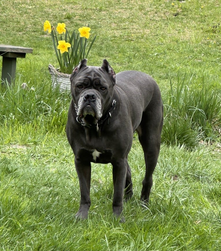 Nora, a Cane Corso tested with EmbarkVet.com