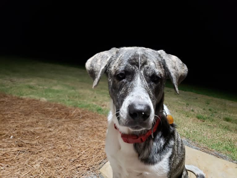 Oliver, a Great Pyrenees and American Pit Bull Terrier mix tested with EmbarkVet.com