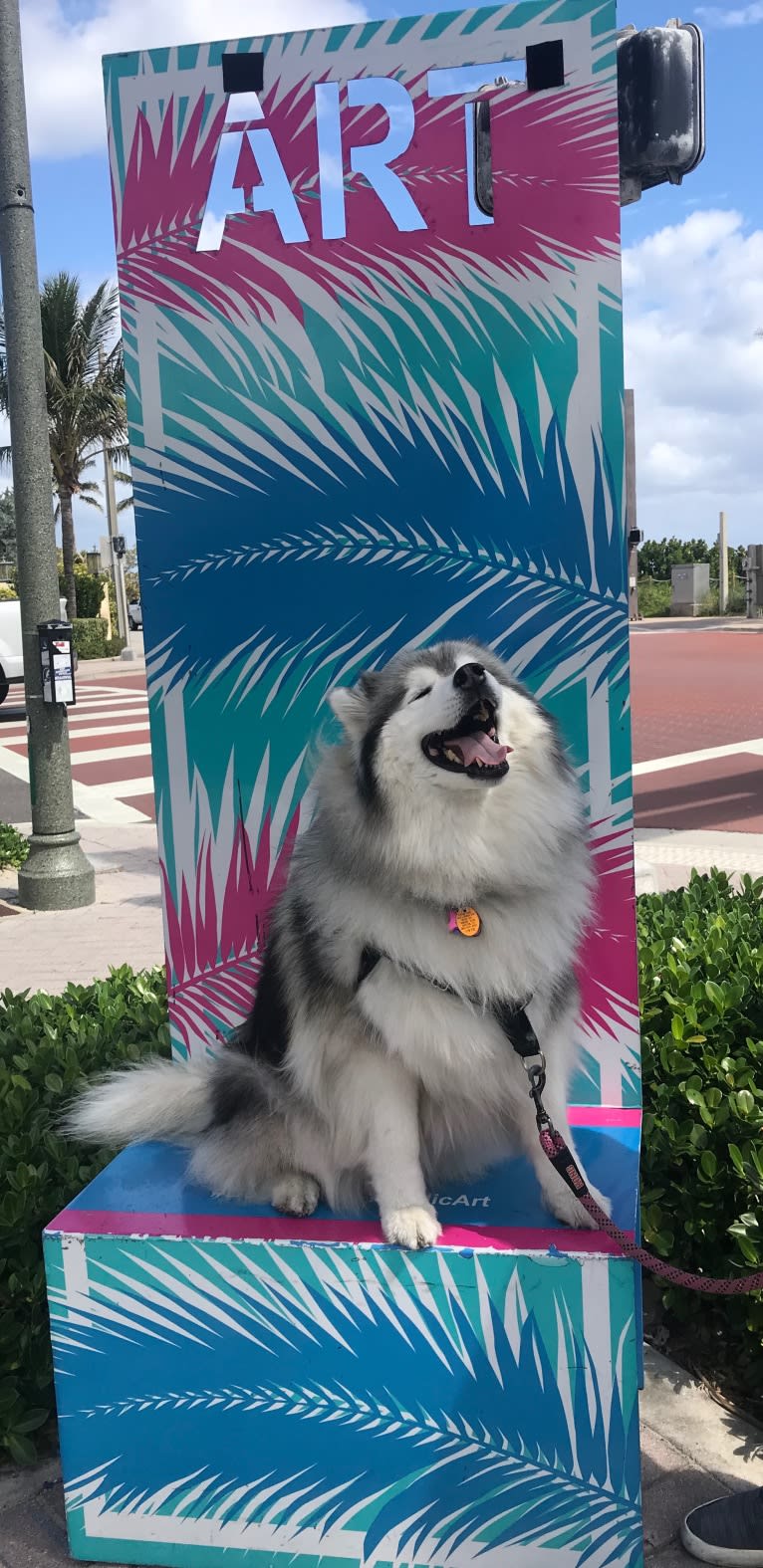 Avy, a Siberian Husky tested with EmbarkVet.com