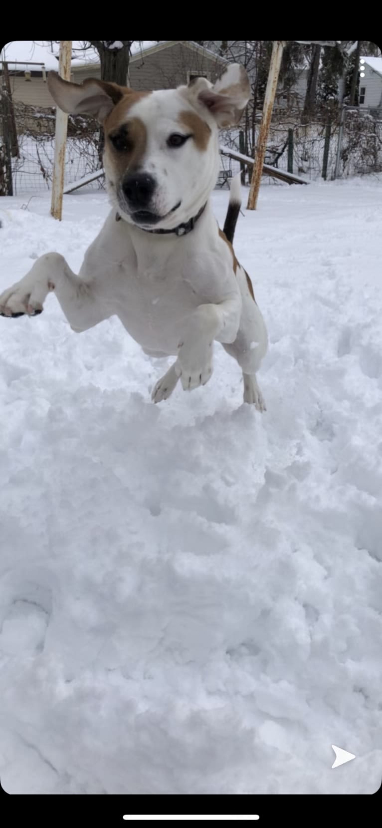 Marble, an American Pit Bull Terrier and American Bulldog mix tested with EmbarkVet.com