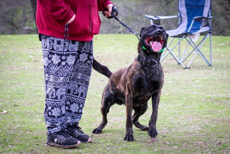 Static, a Dutch Shepherd tested with EmbarkVet.com