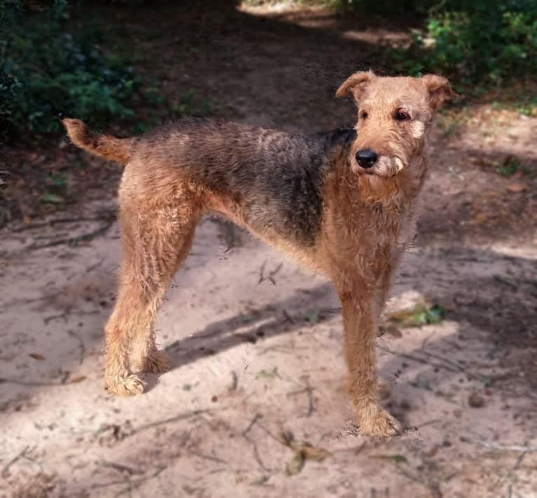 Paisley, an Airedale Terrier tested with EmbarkVet.com