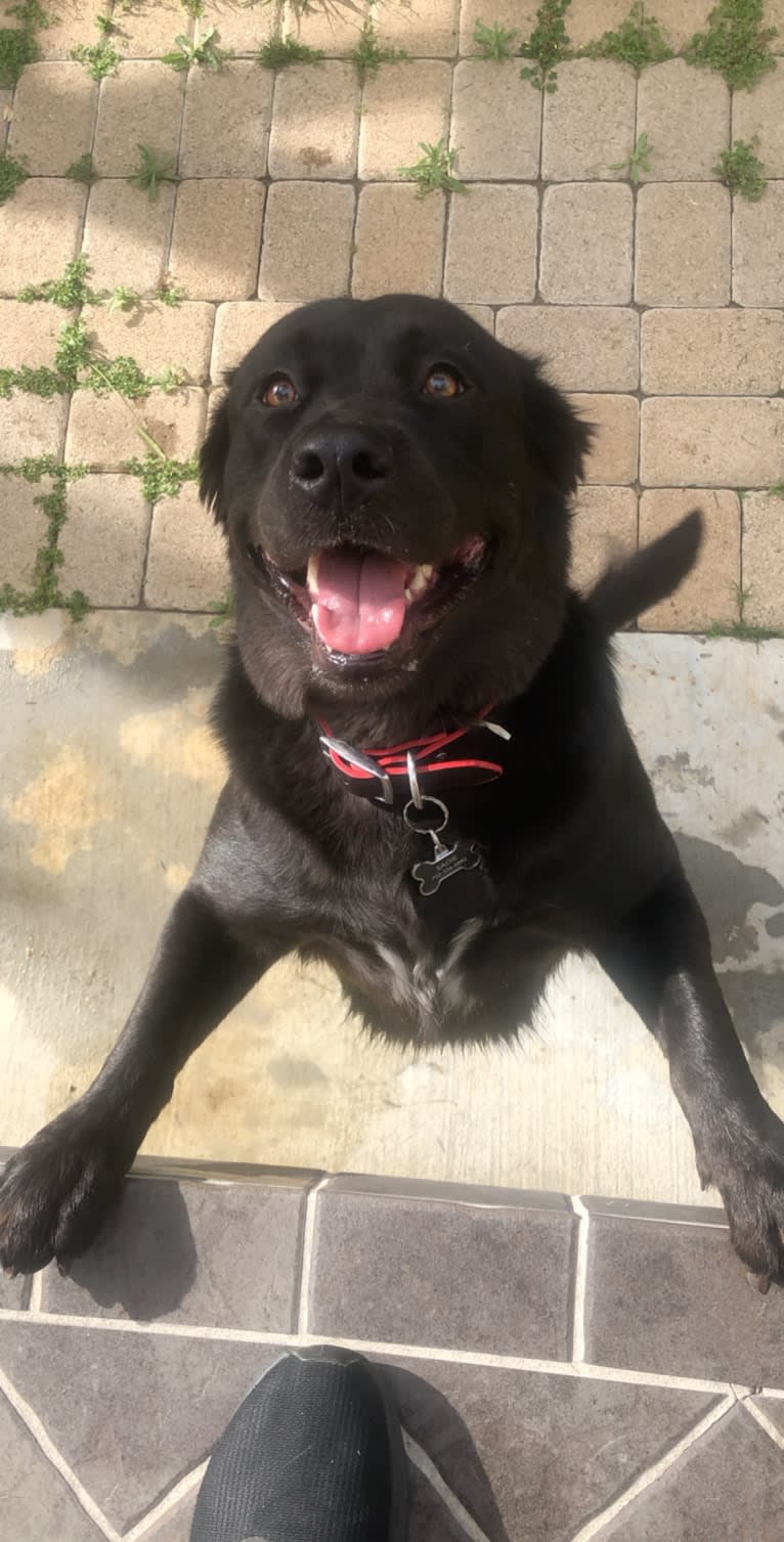 Sadie Sesma, an American Bully and German Shepherd Dog mix tested with EmbarkVet.com