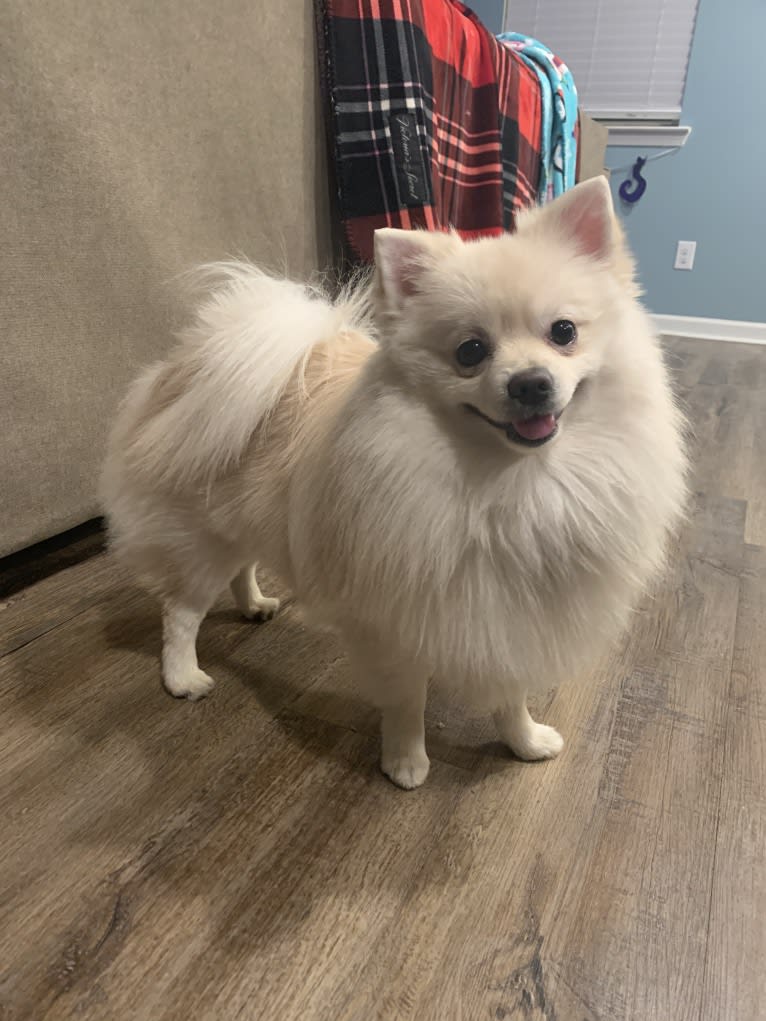 Koda, a Pomeranian tested with EmbarkVet.com