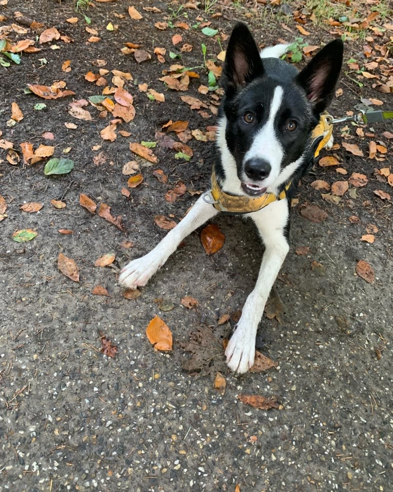 Koko, an Alaskan-type Husky and Border Collie mix tested with EmbarkVet.com