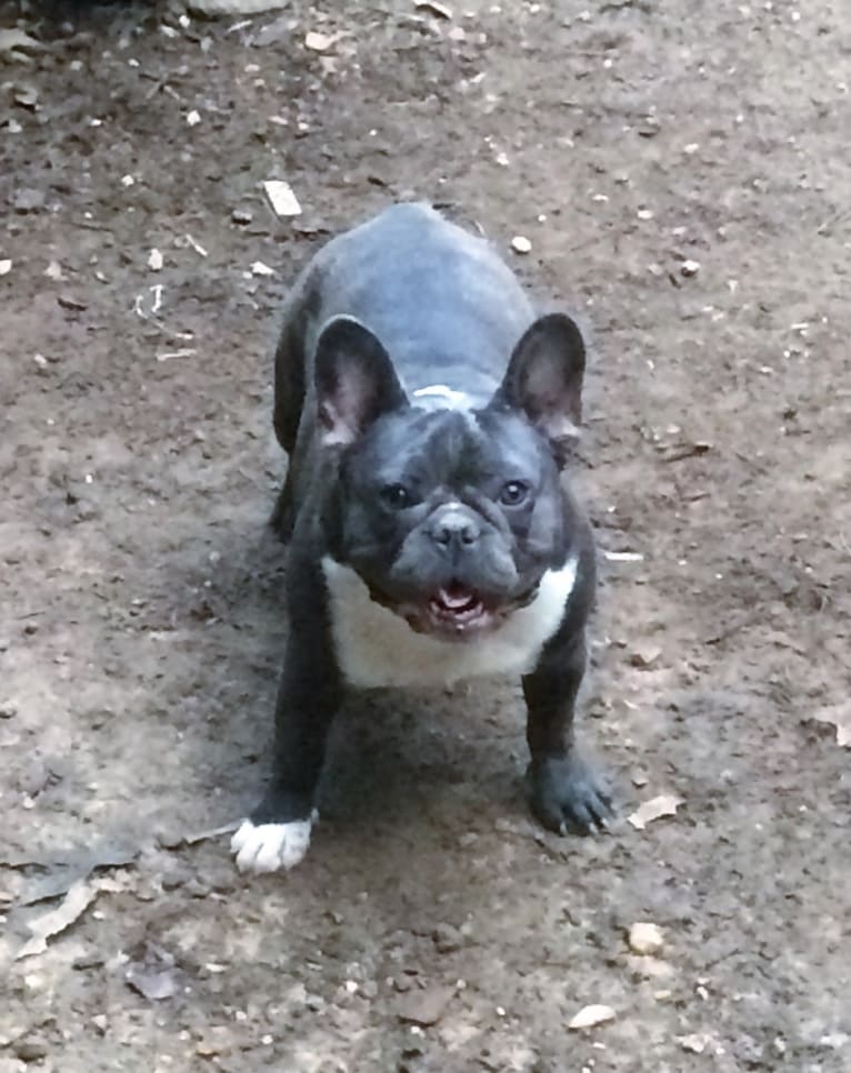 Josephine, a French Bulldog tested with EmbarkVet.com