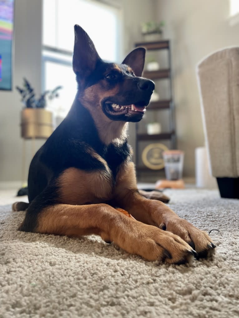 Rocky, a German Shepherd Dog and Australian Cattle Dog mix tested with EmbarkVet.com