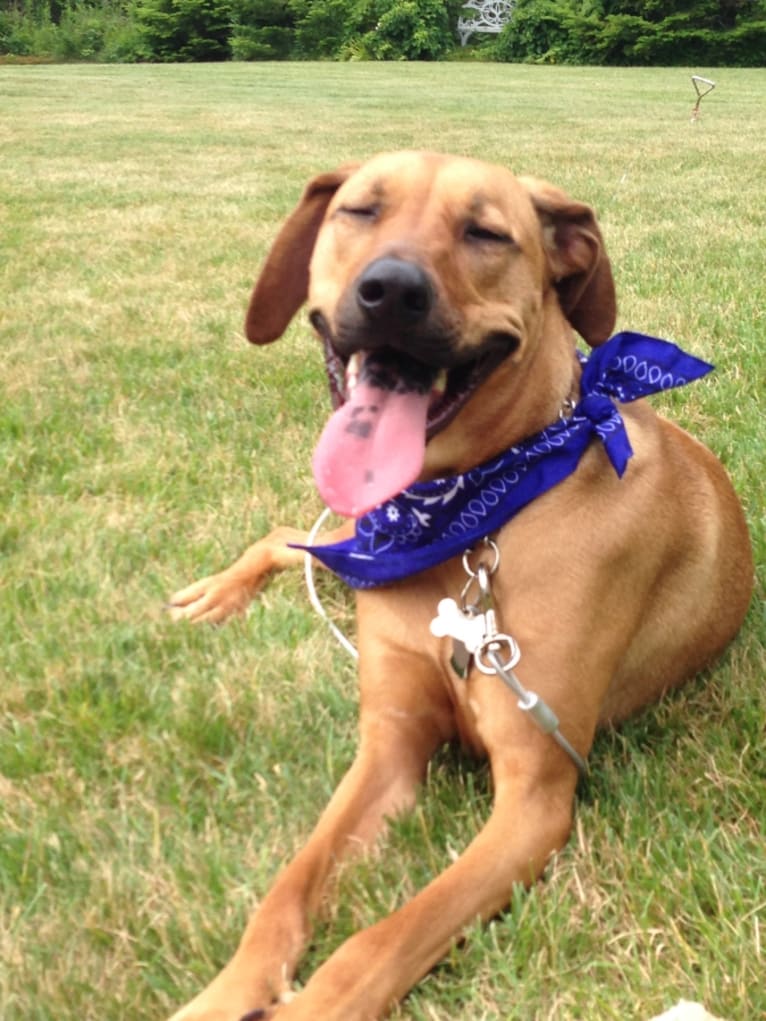 Sawyer, a Labrador Retriever and Bloodhound mix tested with EmbarkVet.com
