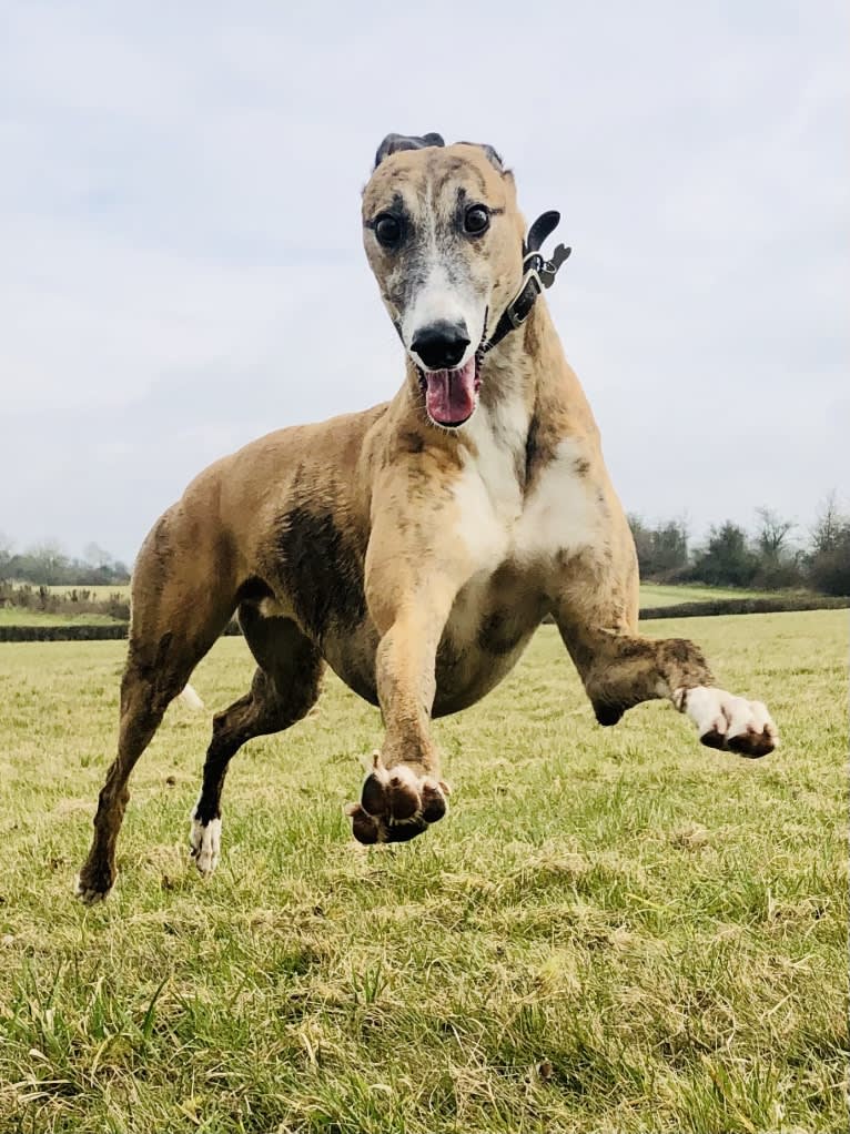 Barton, a Greyhound tested with EmbarkVet.com